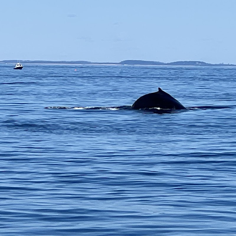 Cape Ann Whale Watch