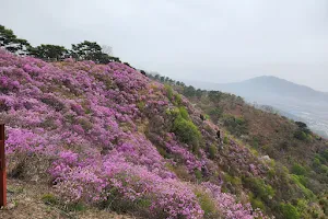 고려산 진달래 축제 image