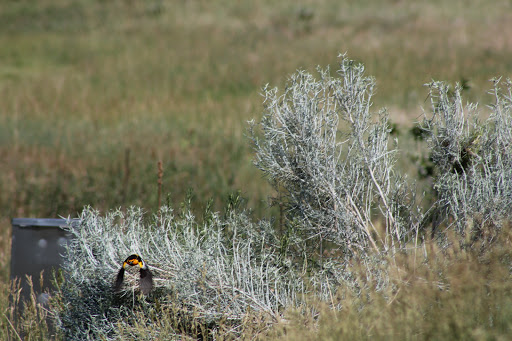 Golf Course «Fox Hollow Golf Course», reviews and photos, 13410 Morrison Rd, Denver, CO 80227, USA