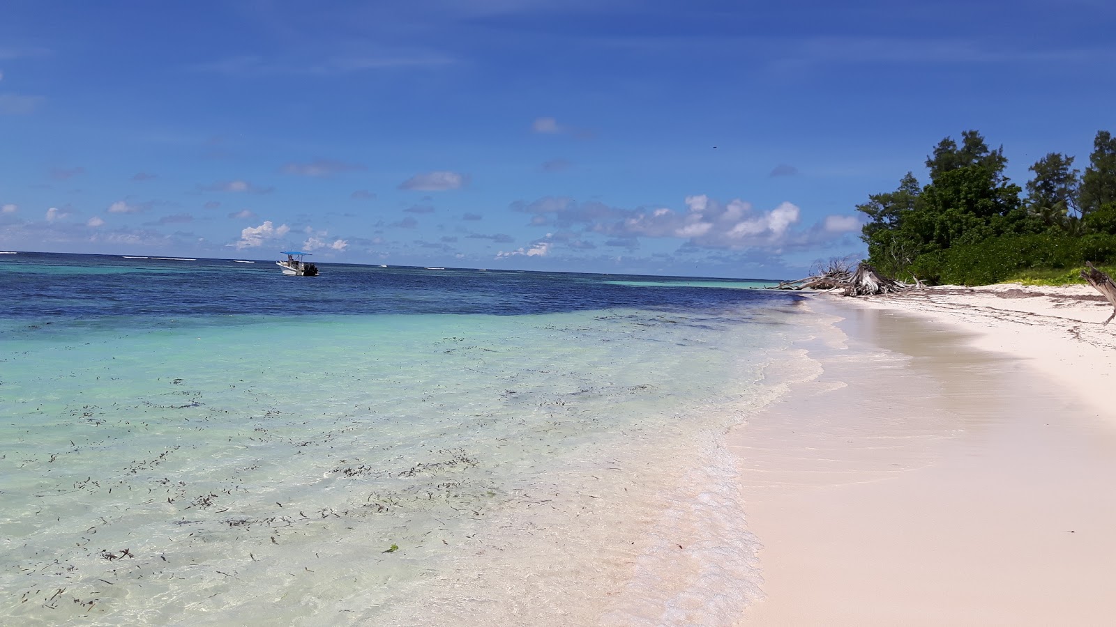 Foto van Bird Island Beach wilde omgeving