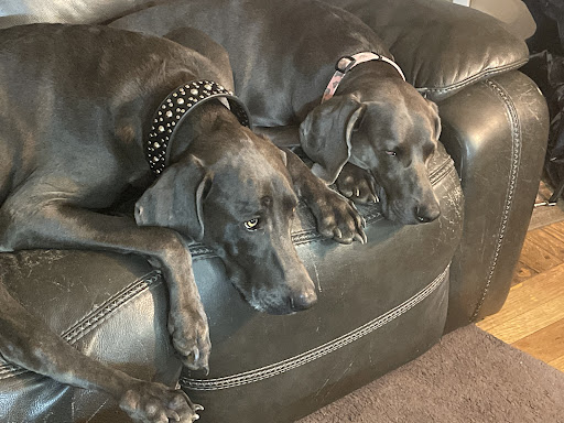 Walled Lake Veterinary Hospital image