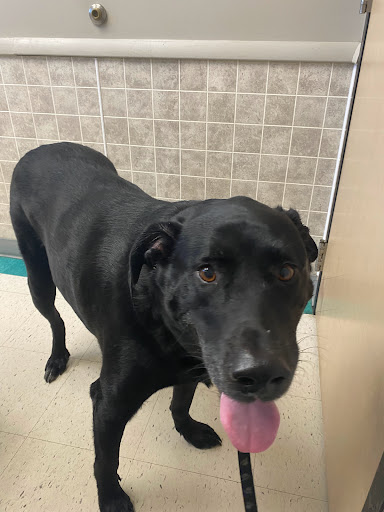 Klingele Veterinary Clinic: Sculley Sue DVM image