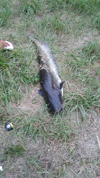 Photo n°4 de Argancy Baseball Club à Argancy ()