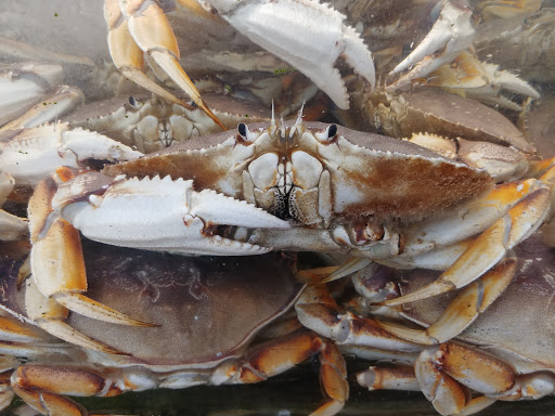 Supermarket «San Bruno Supermarket», reviews and photos, 2480 San Bruno Ave, San Francisco, CA 94134, USA