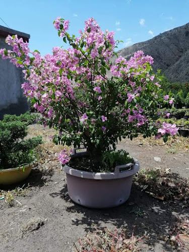 Vivero Florisol - Centro de jardinería