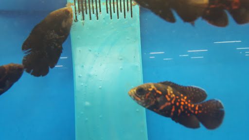 Pet Store «Pet City», reviews and photos, 14718 Whittier Blvd, Whittier, CA 90605, USA