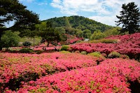 つつじ園