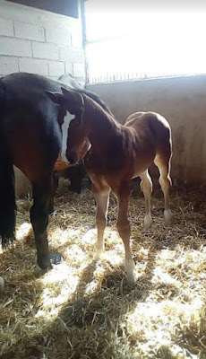 Écurie Equisoins, inséminations équine à Gatey