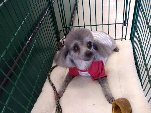 Pet Supply Store «Pet Supplies Plus», reviews and photos, 800 Linton Blvd, Delray Beach, FL 33444, USA