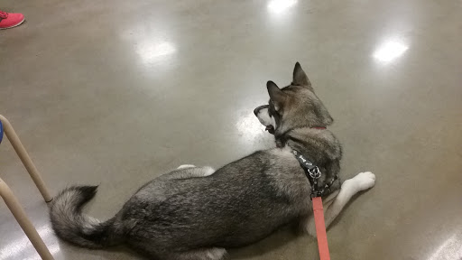 Pet Supply Store «PetSmart», reviews and photos, 2201 Gallatin Pike N, Madison, TN 37115, USA