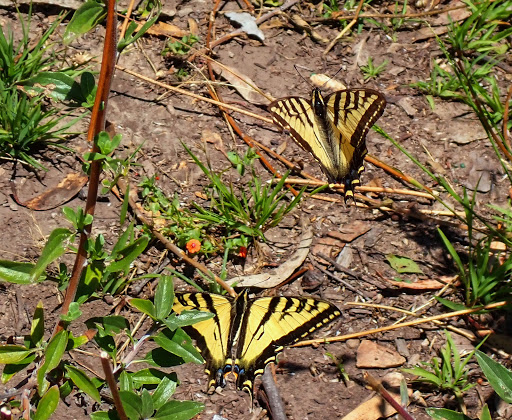 Tourist Attraction «Natural Bridges Monarch Trail», reviews and photos, 2531 W Cliff Dr, Santa Cruz, CA 95060, USA