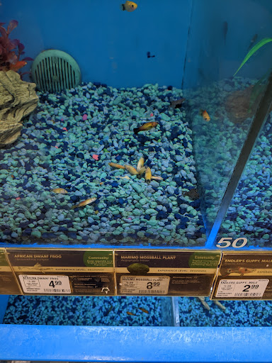 Pet Supply Store «PetSmart», reviews and photos, 2500 Posner Blvd, Davenport, FL 33837, USA