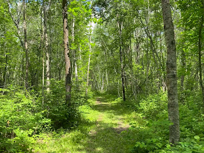 Birch forest trail