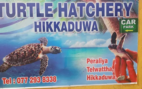 Sea Turtle Hatchery & Rescue Center image