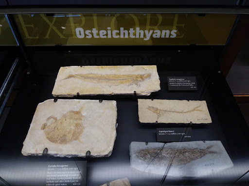 Museum «Beneski Museum of Natural History», reviews and photos, 11 Barrett Hill Rd, Amherst, MA 01002, USA