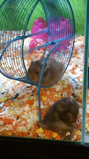 Pet Supply Store «PetSmart», reviews and photos, 2300 Gary Farm Blvd #600, Bowling Green, KY 42104, USA