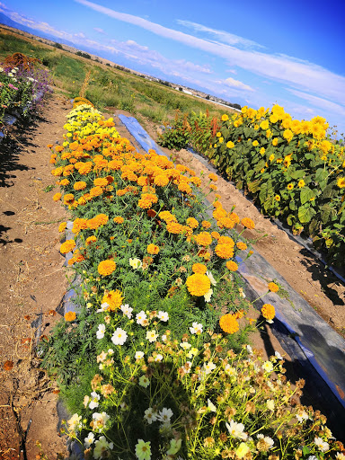 Produce Market «Berry Patch Farms», reviews and photos, 13785 Potomac St, Brighton, CO 80601, USA