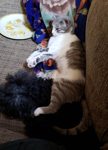 Thrift Store «Alpine Humane Society Thrift Store», reviews and photos, 706 N 5th St, Alpine, TX 79830, USA