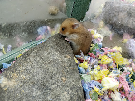 Pet Store «Petland Montgomery», reviews and photos, 7127 Eastchase Pkwy, Montgomery, AL 36117, USA