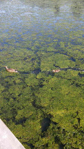 Park «Commonwealth Lake Park», reviews and photos, SW Butner Rd & SW Huntington Ave, Cedar Hills, OR 97225, USA