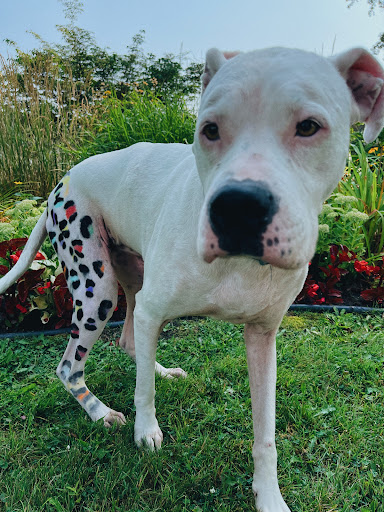 Pet Groomer «Ufuri Pet Salon», reviews and photos, 235 Huron Ave, Port Huron, MI 48060, USA