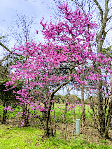 Nature Preserve «Cedar Ridge Preserve», reviews and photos, 7171 Mountain Creek Pkwy, Dallas, TX 75249, USA