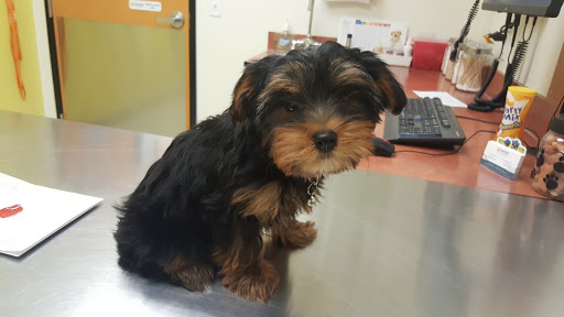 Pet Supply Store «PetSmart», reviews and photos, 3425 Amelia Dr, Orchard Park, NY 14127, USA