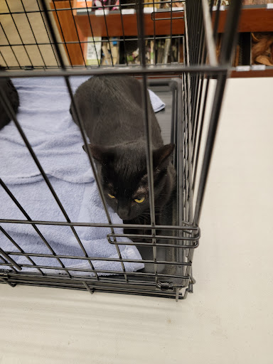 Pet Supply Store «Pet Food Express», reviews and photos, 1436 Old First St, Livermore, CA 94550, USA