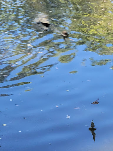 Tourist Attraction «Tracy Aviary», reviews and photos, 589 1300 S, Salt Lake City, UT 84105, USA