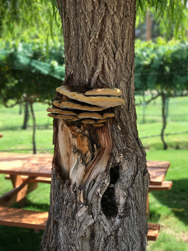 Winery «Zin Valle Vineyards», reviews and photos, 7315 Canutillo-La Union Rd, Canutillo, TX 79835, USA