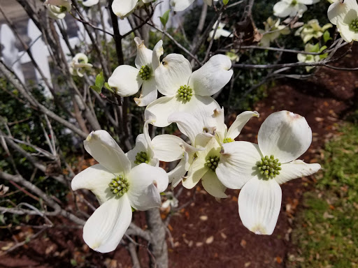 History Museum «Kaminski House Museum», reviews and photos, 1003 Front St, Georgetown, SC 29440, USA