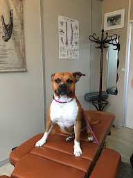 Photo n°8 de Florent Weber ostéopathe animalier (Equin, Canin) à Les Ulis ()