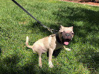 Small Dog Care - Photo 9 - Car repair in , Las Vegas