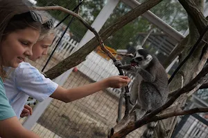 MiniZoo.pl - Egzotarium, Alpakarnia, Sala urodzinowa image