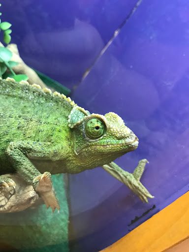 Pet Store «Forever Pets Inc», reviews and photos, 1030 Basse Rd, San Antonio, TX 78212, USA