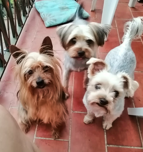 Hospital Veterinario Vet’s Avinguda en Sabadell