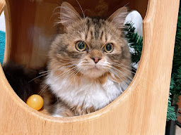 Pet shop แมวสายรุ้ง