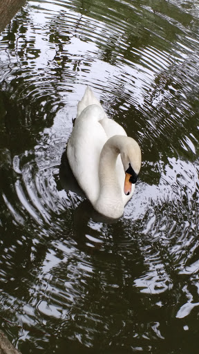 Zoo «Little Rock Zoo», reviews and photos, 1 Zoo Dr, Little Rock, AR 72205, USA