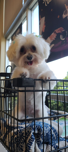 Pet Supply Store «Petco Animal Supplies», reviews and photos, 13741 S Tamiami Trail #2, Fort Myers, FL 33912, USA