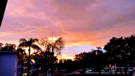 Florist «Seminole Florist», reviews and photos, 8613 Seminole Blvd, Seminole, FL 33772, USA