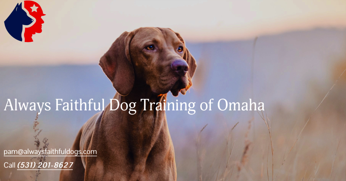 Always Faithful Dog Training of Omaha