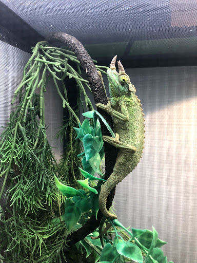 Pet Store «Parker Exotic Pets», reviews and photos, 17880 Cottonwood Dr, Parker, CO 80134, USA