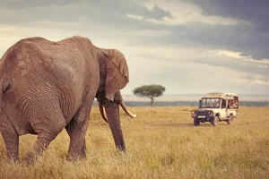 Discover Africa Safaris image