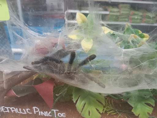 Pet Store «Fish Bowl Aquarium & Pet Mart», reviews and photos, 425 Pleasant St # 21, Fall River, MA 02721, USA