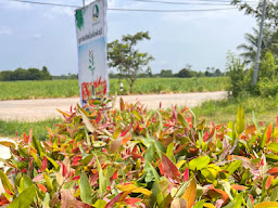 ต้นกระดาษสวนกิตติ บริษัท ยูเทคโพรดิวส์ จำกัด สาขาชลบุรี