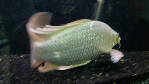 Pet Store «Petland Montgomery», reviews and photos, 7127 Eastchase Pkwy, Montgomery, AL 36117, USA