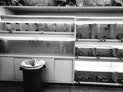 Pet Supply Store «PetSmart», reviews and photos, 2861 Veterans Memorial Pkwy, St Charles, MO 63303, USA