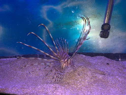 Pet Store «Inland Reef Pet Store», reviews and photos, 817 Cross Lanes Dr, Cross Lanes, WV 25313, USA