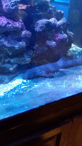 Pet Supply Store «Aquariums and Reptiles», reviews and photos, 11400 S Cleveland Ave, Fort Myers, FL 33907, USA