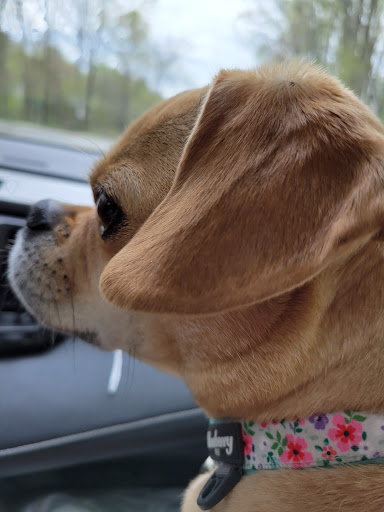 Pet Supply Store «Petco Animal Supplies», reviews and photos, 10060 US Highway 40 G-150, Ellicott City, MD 21042, USA